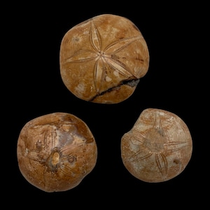 Rare Fossilized Sea Urchin Sand Dollar