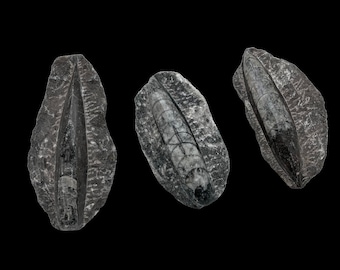 Authentic Orthoceras Fossil Specimen | Natural Prehistoric Nautiloid Fossil | Polished Display Stone | Ancient Marine Fossil Collectible
