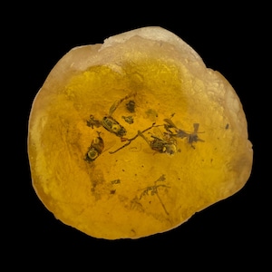 Fossilized Amber with Insects – Amber Specimen with 3 Flies – Natural Baltic Amber Fossil 3&quot;x3&quot; – Prehistoric Inclusions – Collector&#39;s Piece