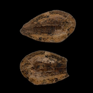 Prehistoric Fish Fossil