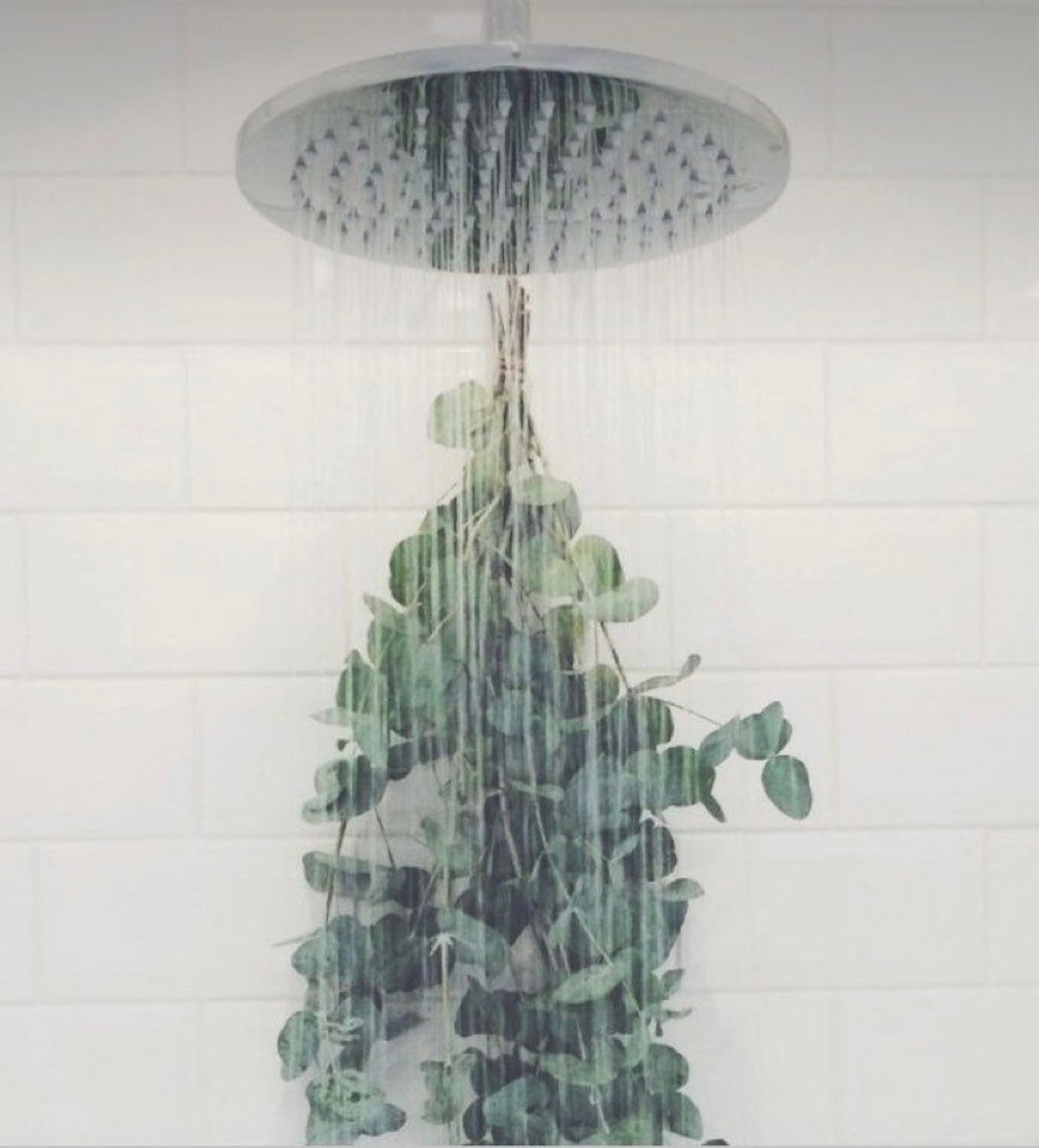 Fresh Shower Eucalyptus Bundle Shower Bouquet Shower Spa Etsy UK