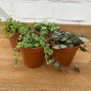 May include: Four small potted plants with different textures and colors. The plants are in brown plastic pots, arranged on a wooden surface. The plants include a variety of succulents, with green and variegated leaves and trailing stems. The background is a white brick wall.