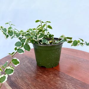 May include: A small potted plant with green and white variegated leaves. The plant is in a dark green plastic pot, sitting on a wooden surface. The leaves have a rounded shape and a contrasting white edge.