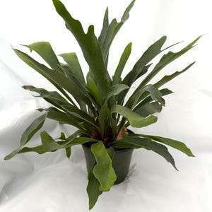 Staghorn Fern