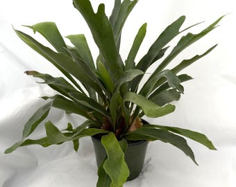 Staghorn Fern in 6-Inch Pot
