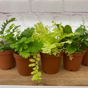 Assortment of Ferns