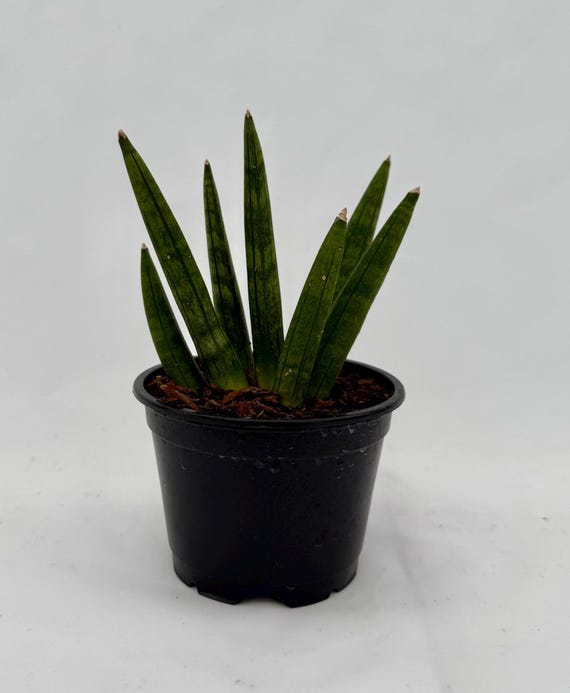 philodendron lupinum mature Philodendron Lupinum 4" Rare Plant  Jungle Relics