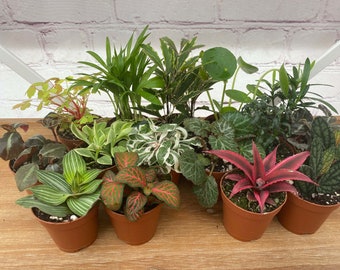 2 inch Terrarium plants/ Premium Foliage Mix