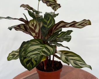liguster bonsai pflege Ligustrum