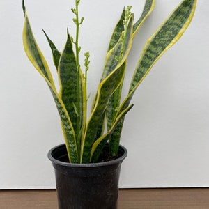 sansevieria laurentii 4 inch pot