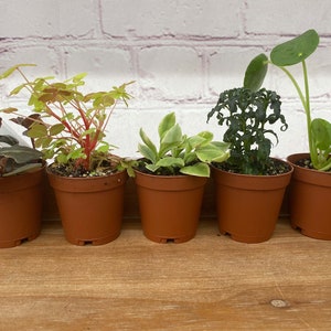 2 Inch Terrarium Plants/ Premium Foliage Mix - Etsy