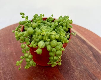 String of Pearls