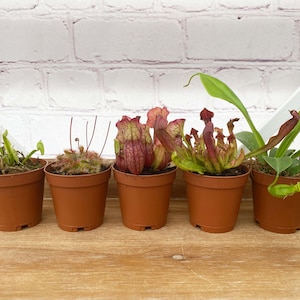 Carnivorous Plant Terrarium - Etsy