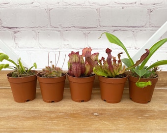 May include: Five small potted carnivorous plants, including a Venus flytrap and pitcher plants, are arranged in a row. The plants have green and reddish hues, and are in brown plastic pots. The background is a white brick wall and a wooden surface.