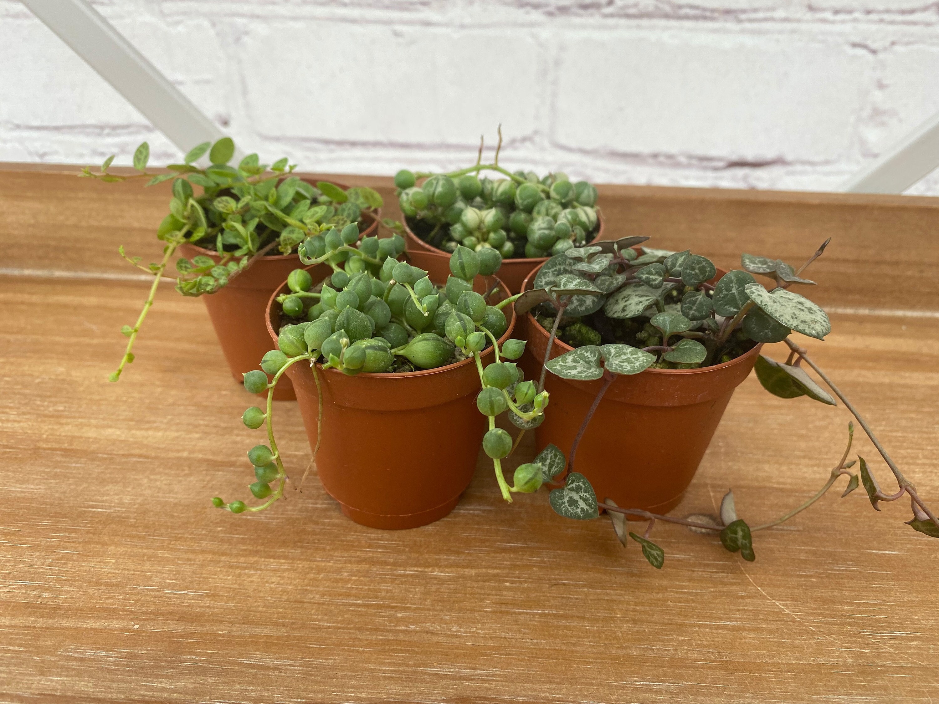 Assortment of String Plants Etsy