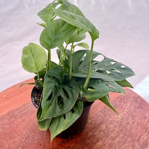 May include: A potted Monstera Adansonii plant with vibrant green leaves. The plant features unique, hole-filled leaves and is set in a black pot. The plant is on a wooden surface.