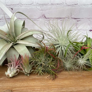 Assortment of Air Plants