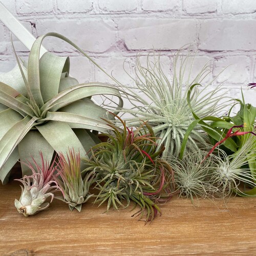 Assortment of Air Plants Etsy
