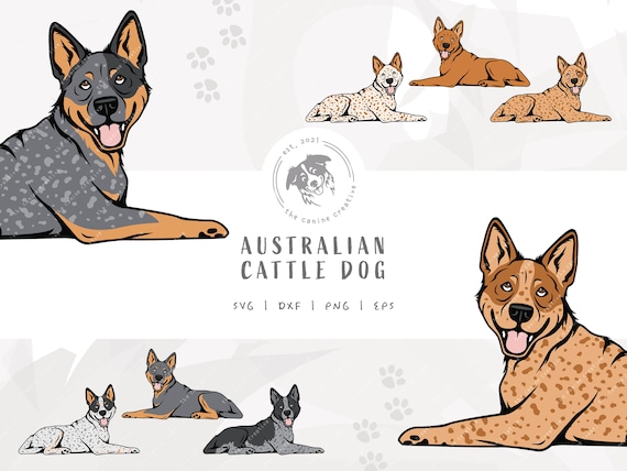 Heeler SVG, Dog Laying Down Design, Australian Cattle Dog Clipart, Blue Heeler Illustration PNG, Red Heeler Vector Design, Printable Dog Art