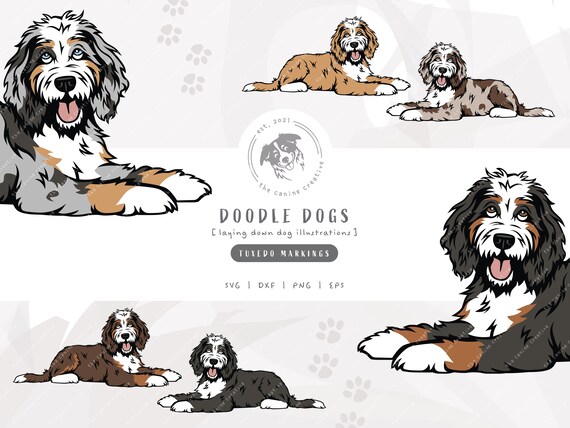 Tuxedo bernedoodle 2025