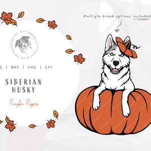 Siberian Husky SVG, Dog Pumpkin SVG, Peeking Dog Illustration, Husky Halloween PNG, Dog Thanksgiving Clipart, Fall Dog png, Autumn Design