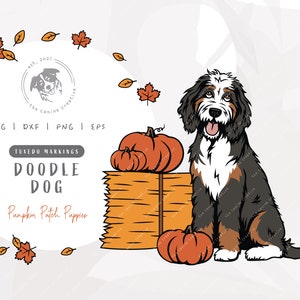 May include: A doodle dog with tuxedo markings sits in front of a pile of pumpkins. The dog is brown, black, and white. The pumpkins are orange and have green stems. The text "Tuxedo Markings Doodle Dog Pumpkin Patch Puppies" is written below the dog.