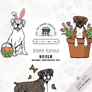 Op de afbeelding: Een voorjaarsbundel met digitale clipart met een Boxer in drie verschillende poses. De hond draagt konijnenoren, zit in een bloempot en staat met vlinders. De tekst "Spring Bundle Boxer - Natural Ears/Docked Tail -" is in de afbeelding opgenomen.  Bespaar 20% met deze bundel.