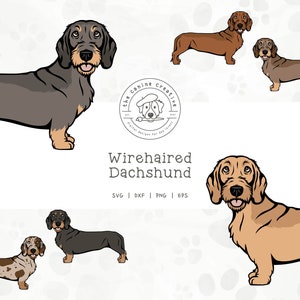 Wirehaired Dachshund SVG, Standing Dog Design, Dachshunds Clipart, Doxie Printable, Sausage Dog PNG, Wiener Dog Art, Sublimation Design
