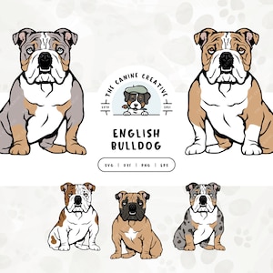 English Bulldog SVG, Bulldog Clipart PNG, Sitting Dog Illustration, British Bulldog Vector, Printable Art, Sublimation Design, Cut File