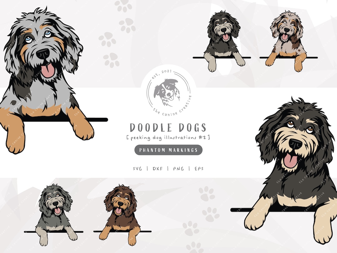 Black sales phantom labradoodle