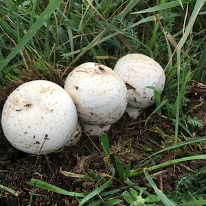 Dung untergrund natur Dünger Pferdemist Bio-Angelegenheiten Gülle für Gemüse und Garten Bio-Anbau