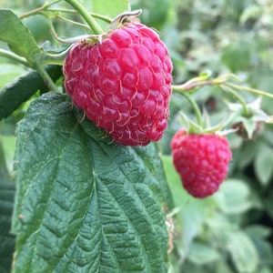 Himbeer Bare Wurzel HimbeerSträucher Himbeer Stecklinge