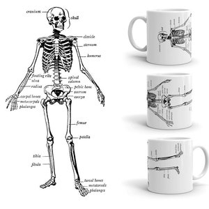 Skeleton Human Anatomy Taza blanca brillante, regalo para amantes de la ciencia o estudiantes de medicina
