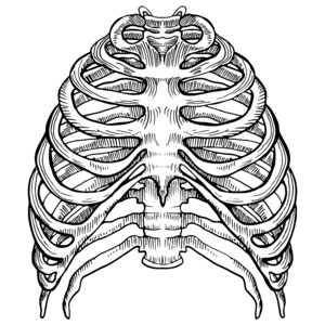 Może przedstawiać: Szczeg&oacute;łowa czarno-biała ilustracja ludzkiej klatki piersiowej. Obraz przedstawia strukturę szkieletową klatki piersiowej, z wyraźnie zdefiniowanymi żebrami połączonymi z mostkiem i kręgosłupem. Grafika ma styl anatomiczny vintage.