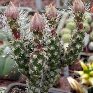 Opuntia Micropuntia pygmaea, seeds 10 pcs image 3