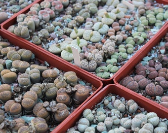 MIX LITHOPS SEEDS 1,000 pcs 2023y /approximately 50 species/