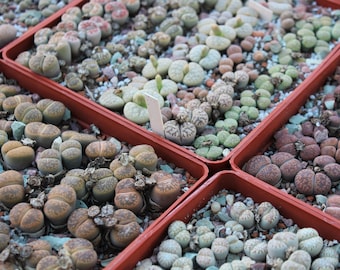 MIESZANKA NASION LITHOPSU 1000 szt. 2025 r. /ok. 50 gatunków/