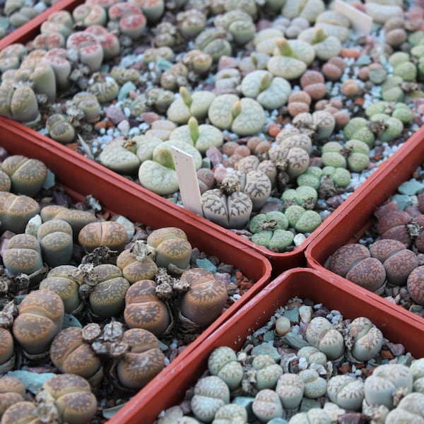 MIX LITHOPS SEEDS 1,000 pcs 2023y /approximately 50 species/