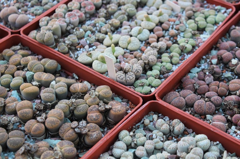 Lithops Substrate MIX LITHOPS SEEDS 1,000 Pcs 2026y /approximately 50 Species/ - Etsy Canada