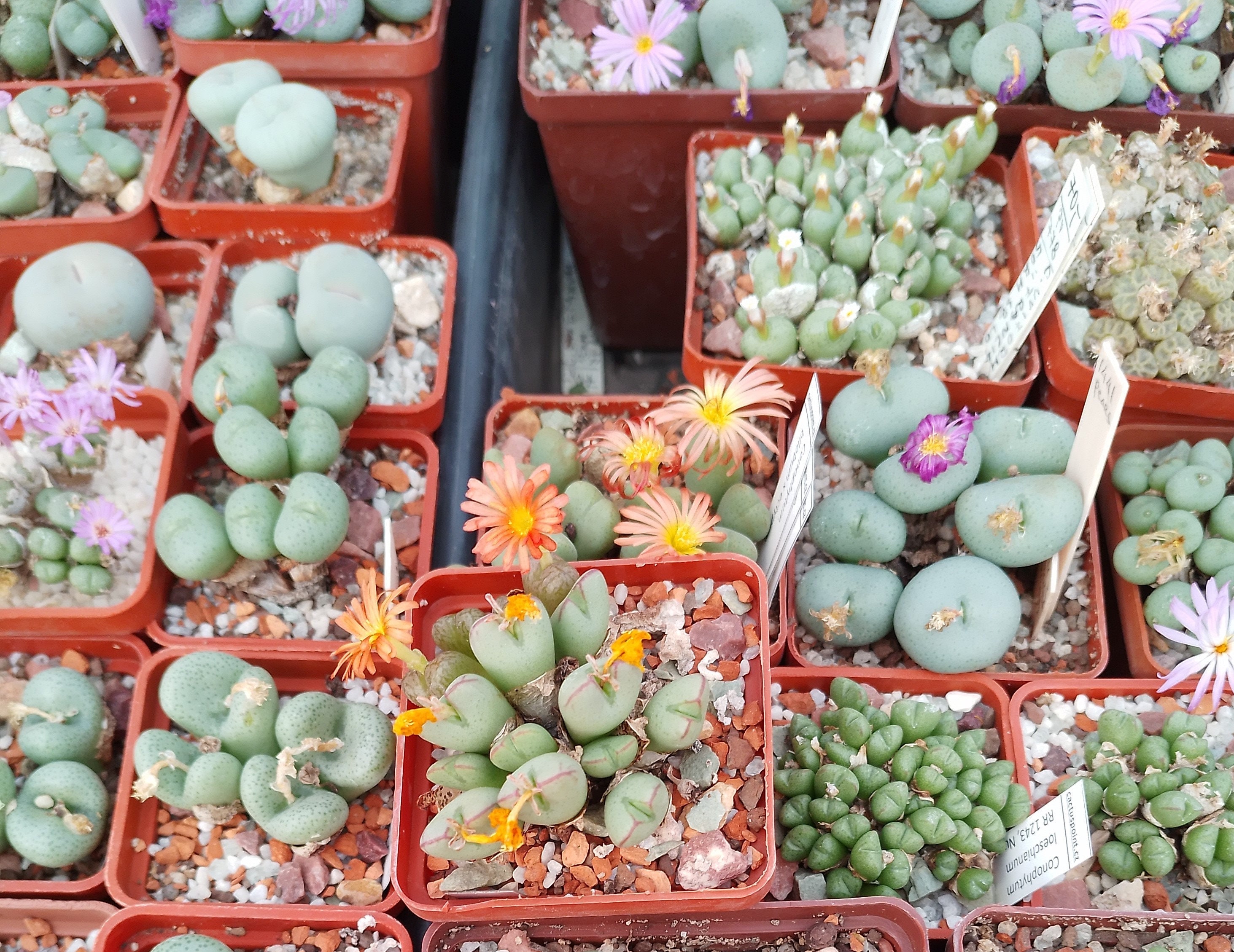 Conophytum pageae - Etsy 日本