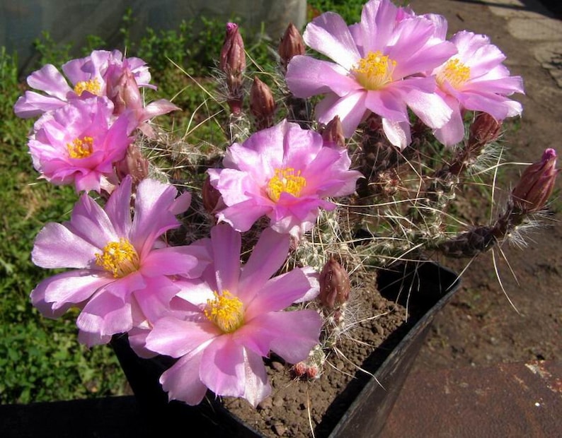 Opuntia Micropuntia pygmaea, seeds 10 pcs image 1