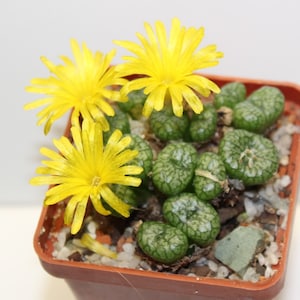 May include: A small terracotta pot containing a cluster of green, textured succulent plants. Three yellow flowers are blooming on top of the plants.