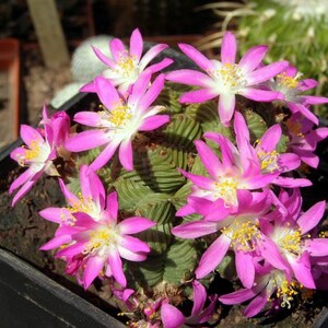 Könnte beinhalten: Nahaufnahme eines rosa blühenden Kaktus mit mehreren Blüten. Der Kaktus ist in einem schwarzen Plastiktopf eingetopft und die Erde ist um die Basis der Pflanze sichtbar.