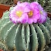 see more listings in the cactus seeds section