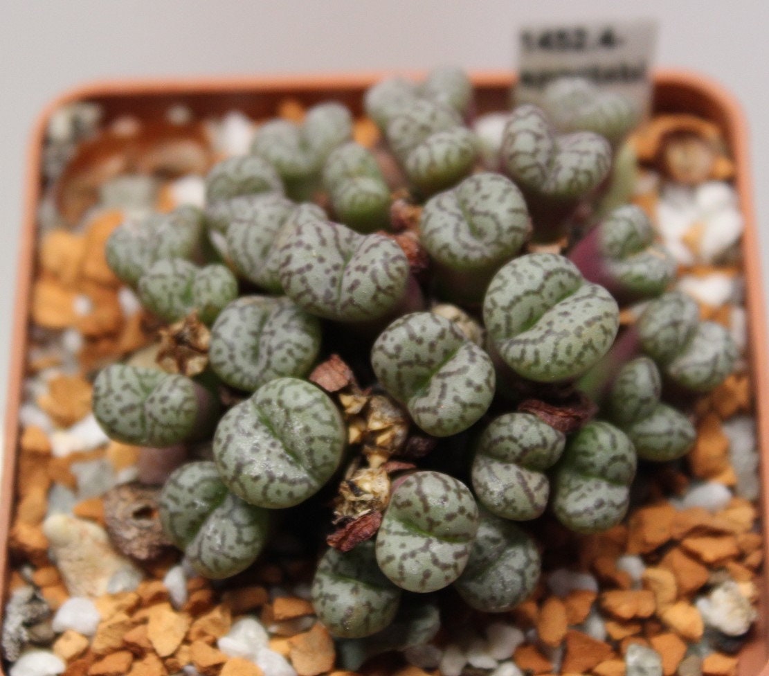 Conophytum pageae - Etsy 日本