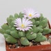 see more listings in the conophytum seeds section