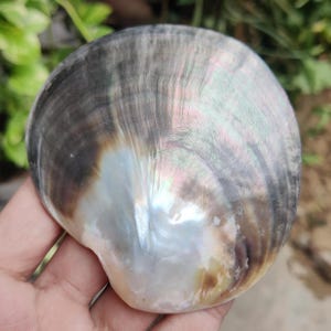 May include: A large, iridescent seashell with a pearlescent sheen. The shell displays a range of colours, including silver, grey, and hints of gold and pink. The surface has a textured, layered appearance, and the shell is held in a hand.