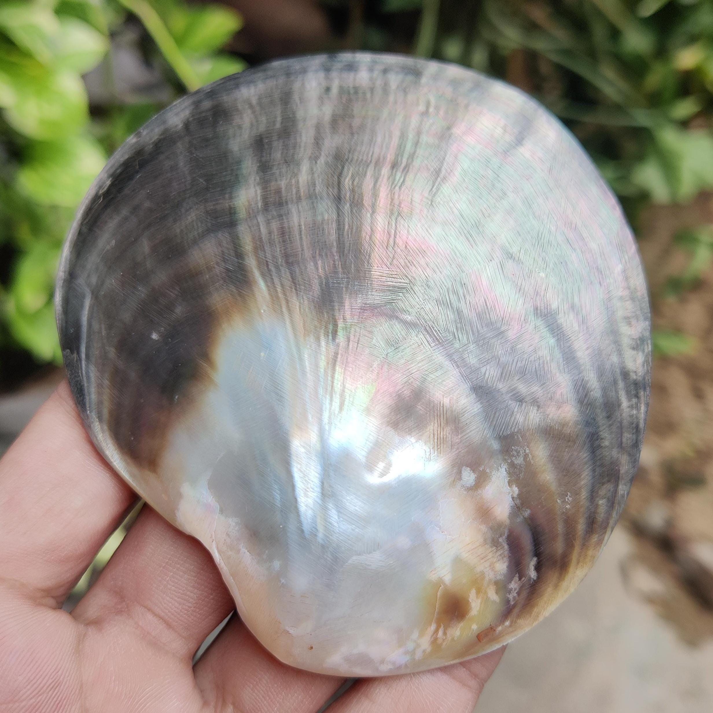 Black Lip Oyster - Etsy Singapore