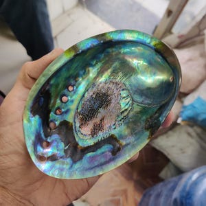 May include: An iridescent abalone shell, showcasing a shimmering display of greens, blues, and purples. The shell has a polished surface and a natural, organic form. It features several small, evenly spaced holes along the edge, typical of abalone shells.