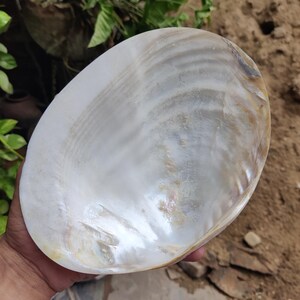 Può includere: Una grande conchiglia iridescente con una lucentezza madreperlacea. Il guscio è di forma ovale, con una superficie liscia e lucida. I colori vanno dal bianco al crema, con sfumature dorate e marroni.